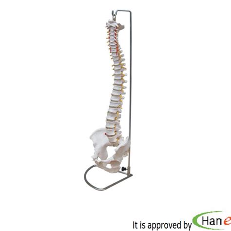 Buy Human Life Size Pelvis Vertebrae Spinal Nerve Skull Base Flexible ...
