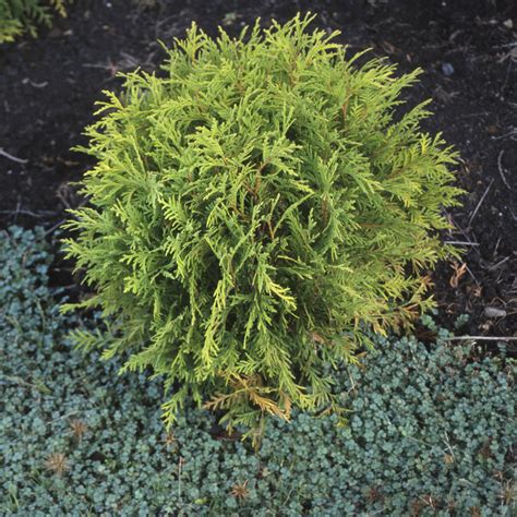 Pancake Thuja | Spring Meadow - wholesale liners - Spring Meadow Nursery