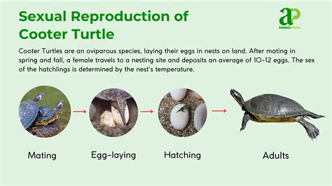 Cooter Turtle: Characteristics, Habitat, Behavior & Conservation Insights