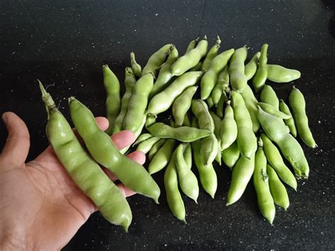 Broad Bean Fava Bean Seeds
