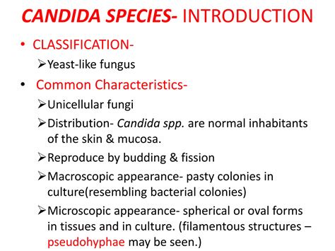 Candida | PPTX