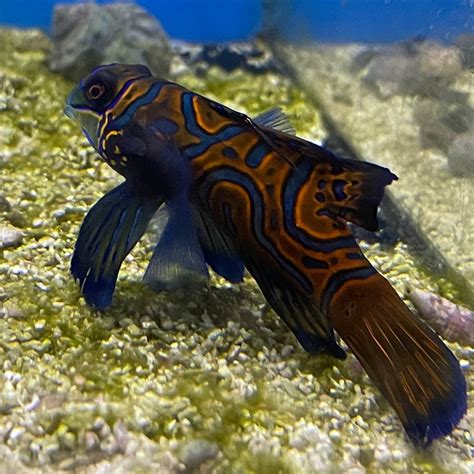 Green Mandarin Goby Med/Lg – Richmond Aquarium