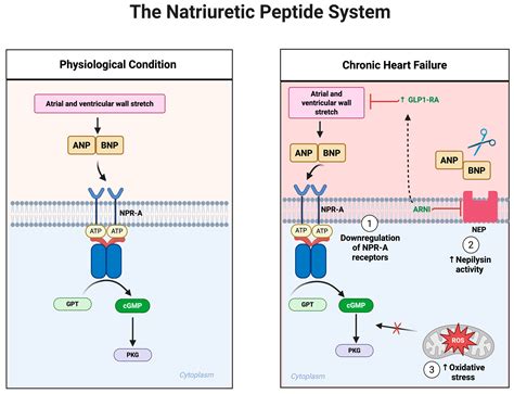 GLP-1 Receptor Agonists in Heart Failure