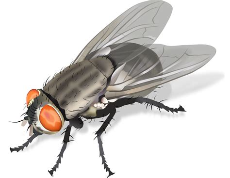 Housefly, Anatomy, Pest, Ecology, Habitat PNG