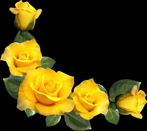 Download Vibrant Yellow Roses Black Background | Wallpapers.com