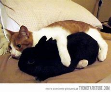 Image result for Cat Hugging Bunny