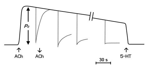 Mechanism and Function of the Catch State in Molluscan Smooth Muscle: A ...