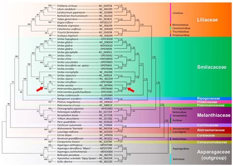 The Complete Chloroplast Genomes of Nine Smilacaceae Species from Hong ...