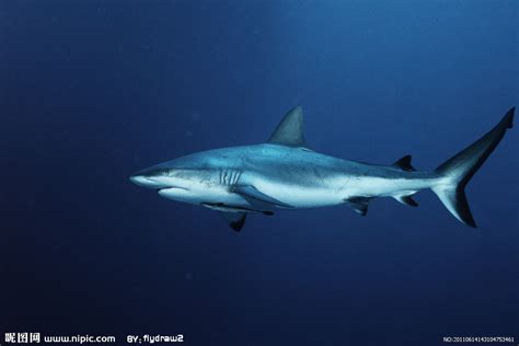 观赏鲨鱼有哪些-百度经验
