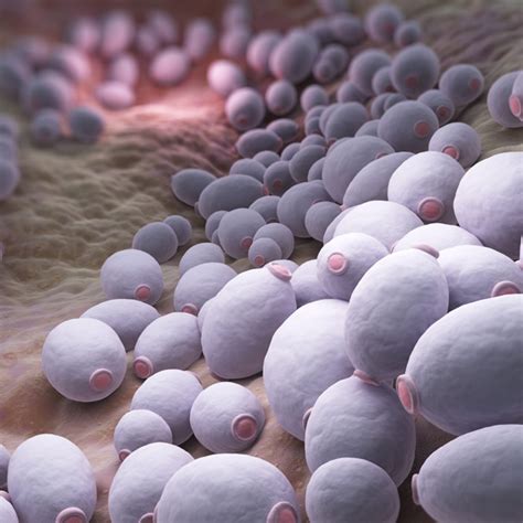 Risk factors for vulvovaginal candidiasis in various age groups