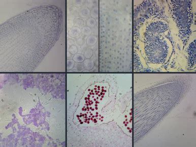 Image result for Microscope Slide View