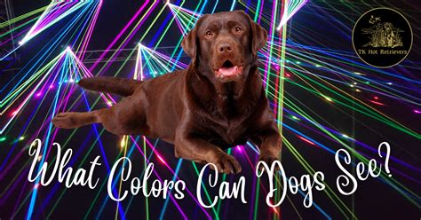 How Dogs See Colors 的图像结果