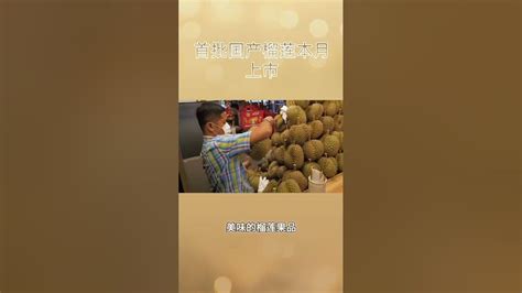 中国榴莲要来了！海南首批国产榴莲预计本月上市 The first batch of domestically produced durians ...