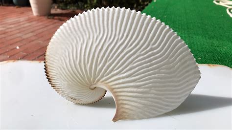 It Looks Like a Shell, but an Octopus and 40,000 Eggs Live Inside - The New York Times