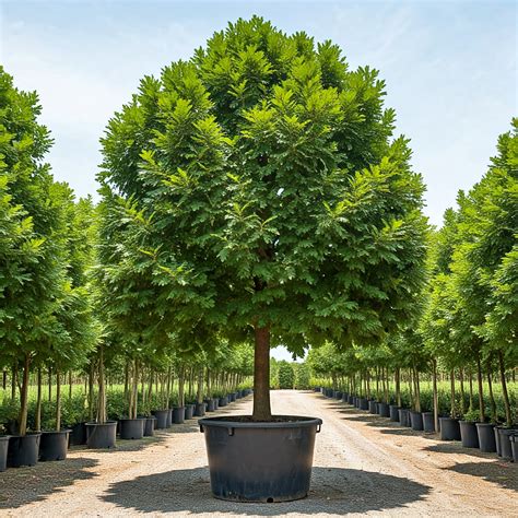 Choosing The Right Sized Pot: The Benefits Of 25 Gallon Pots For Trees