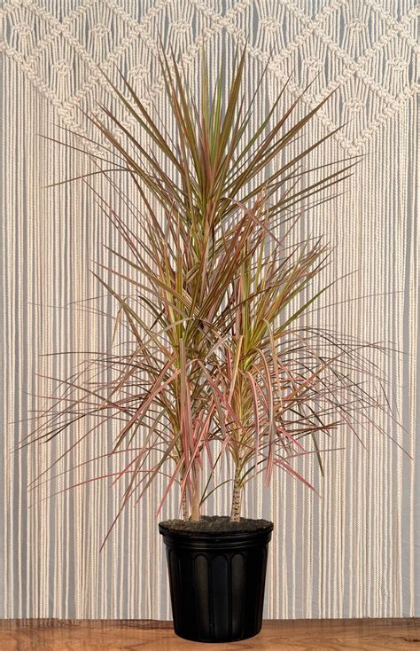 Dracaena Marginata Weeds Year Of The Dragon Tree: How To Care For A