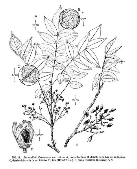 Rourea fluminensis (Gardner) Jongkind | Plants of the World Online ...