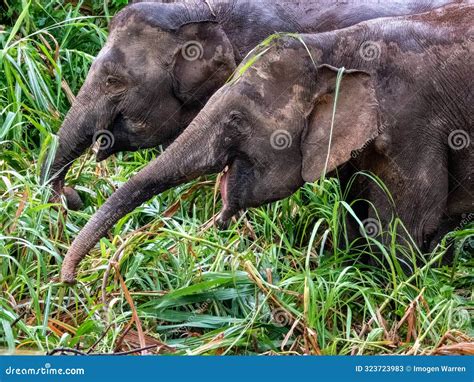 Wild Bornean Pygmy Elephant, Malaysia Stock Image - Image of mammal ...