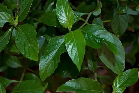 Muicle Para Que Sirve