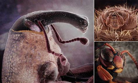 Microscopic Insects 的图像结果