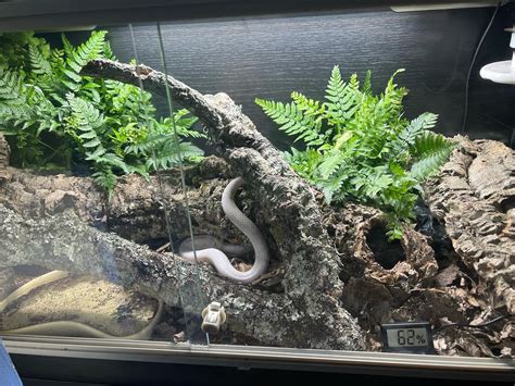 Best Live Plants For Corn Snakes at Sharon Cordero blog