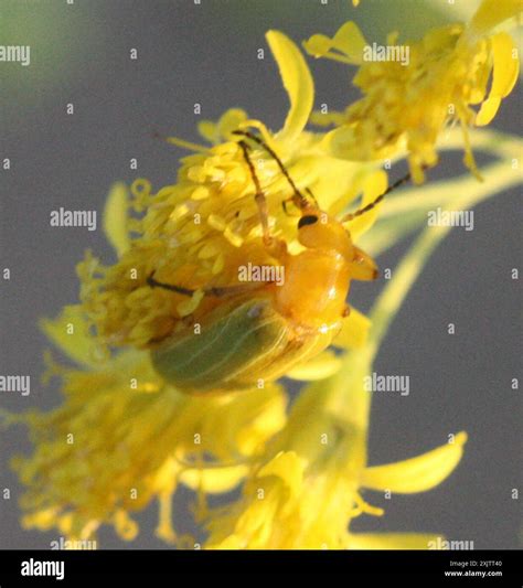 Blister Beetles (Meloidae) Insecta Stock Photo - Alamy