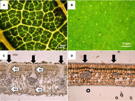 Microscopic Leaf Structure 的图像结果