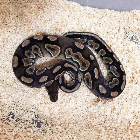 King Python 的图像结果