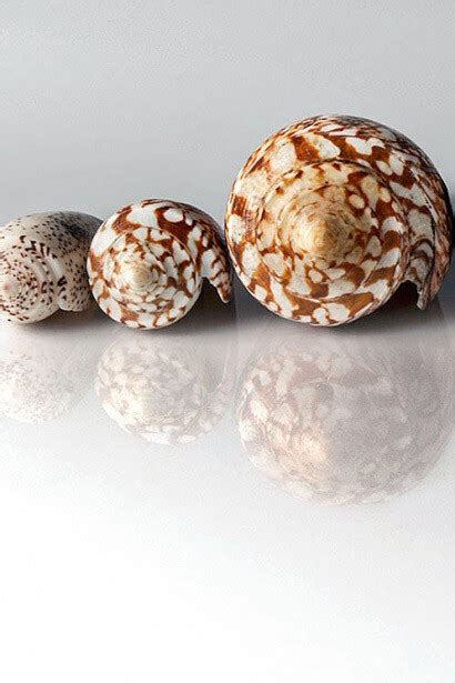 Molluscs | Meer