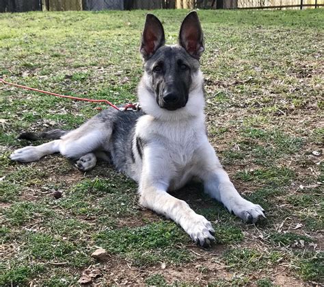Silver Sable German Shepherd Puppies : Silver Long Haired German ...
