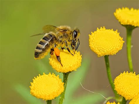 What Do Bees Symbolize? 13 Symbolic And Spiritual Meanings