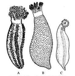 Echinodermata: Overview - Zoology Optional Notes for UPSC PDF Download