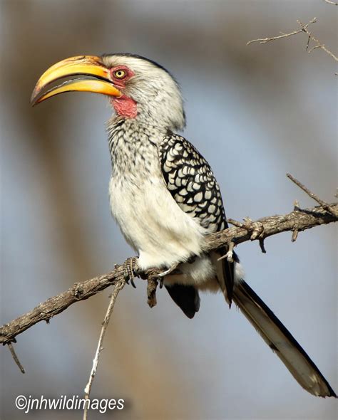 Southern Yellow Billed Hornbill – Jon Hardacre Nature Photography