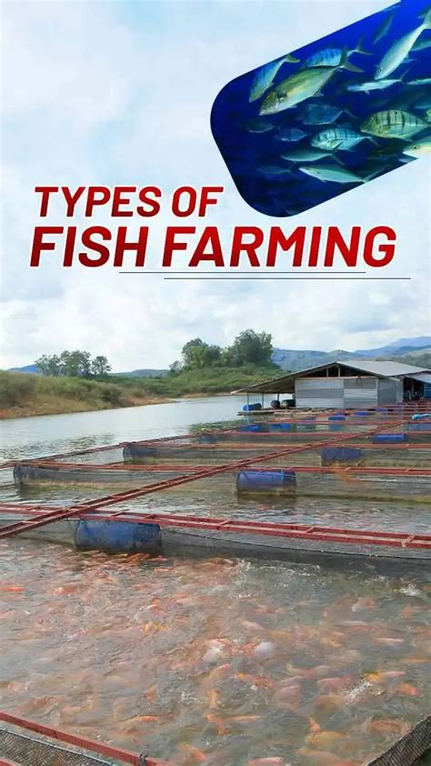 Fish Farming Methods 的图像结果