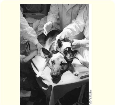 Two Headed Dog Vladimir Demikhov