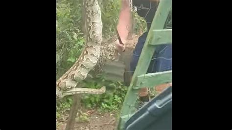 Image result for African Rock Python Eating