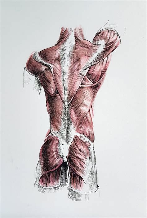 Back Muscles Anatomy Art : Anatomy Back Muscles Stock Illustrations 1 406 Anatomy Back Muscles ...