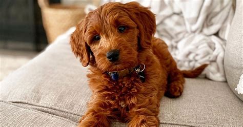 Mini Goldendoodle Breed Information | Premier Pups