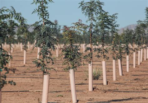 What Does It Take to Grow Pistachio Trees?