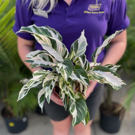 Calathea Stella (6" pot) - TERRA Greenhouses