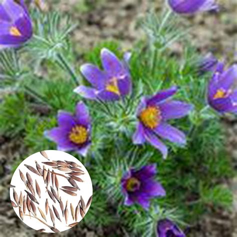 Buy Pasque Flower ,50Pcs/Bag Pasque Flower Prolific Quick Growth Fresh ...