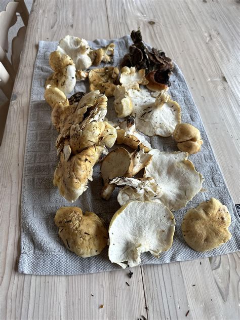 Hedgehogs? PNW coast : r/mushroomID