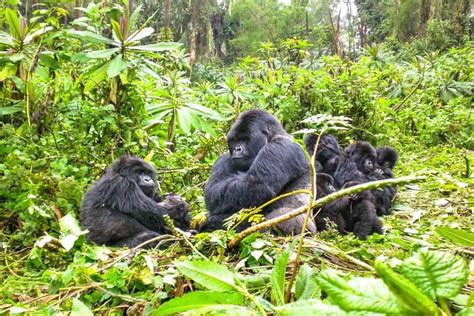WE TRAVEL RWANDA - All You SHOULD Know Before Going 2026 (with Photos ...