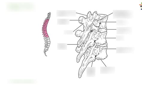 Middle Back 的图像结果