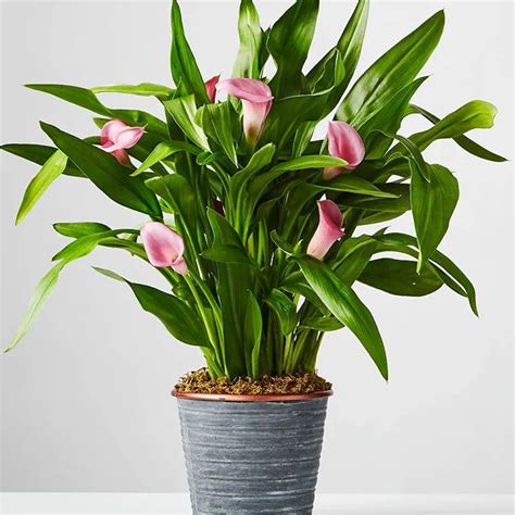 EverSeh Live Pink Flower Peace Lily Indoor Plants for Living Room ...