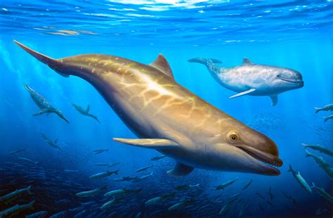 Odontocetes