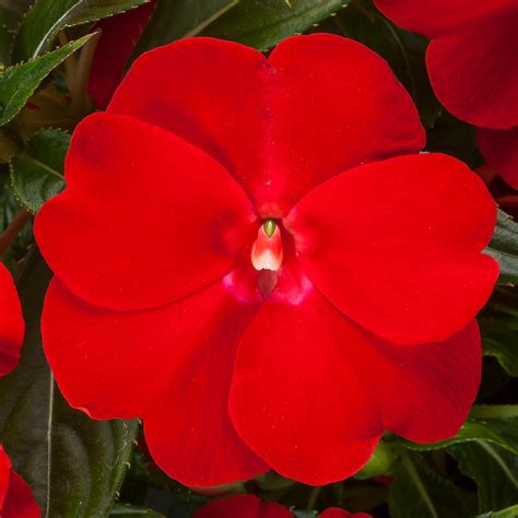 new guinea impatiens sun or shade