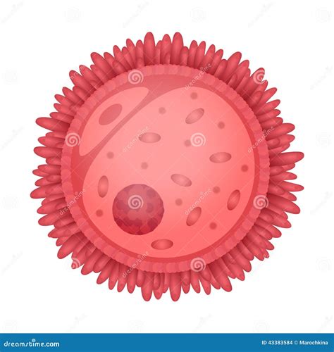 Oocyte stock vector. Illustration of cell, fertiliser - 43383584