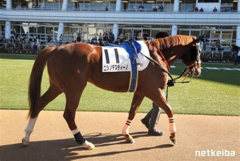 ニシノデスティーノ (Nishino Destino) | 競走馬データ - netkeiba