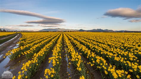 When Do Daffodils Bloom In Skagit Valley at Frank Keith blog